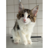 ノルウェージャンフォレストキャット