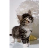 ノルウェージャンフォレストキャット