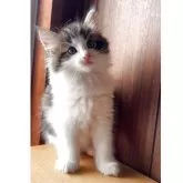 ノルウェージャンフォレストキャット