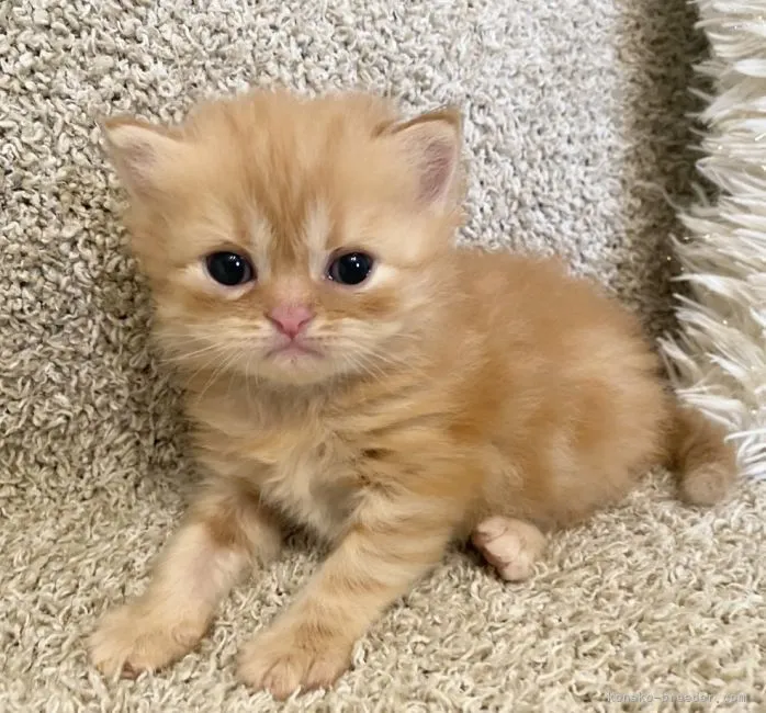 ID:2205-02596の子猫