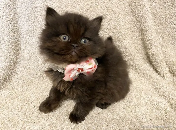 ID：2201-00862の子猫