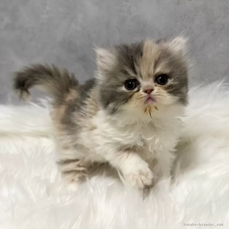 ID：2405-01554の子猫