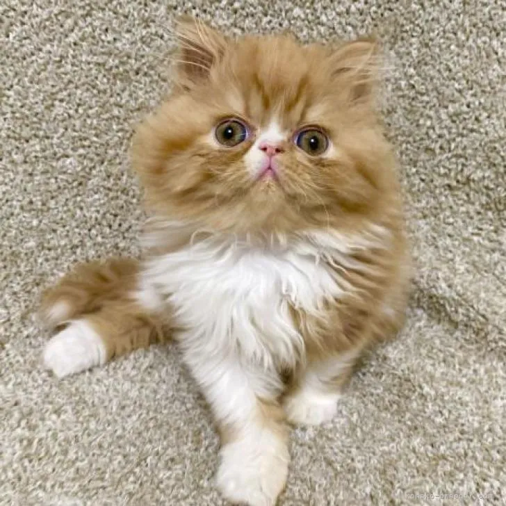 ID：2301-02378の子猫