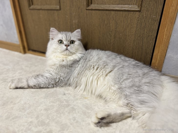 ペルシャ【・男の子・2024年8月7日・チンチラシルバー】