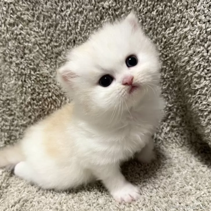 M.G 様のお迎えした子猫