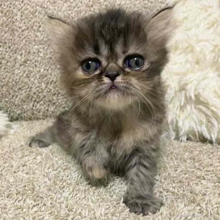 ID：2305-02702の子猫