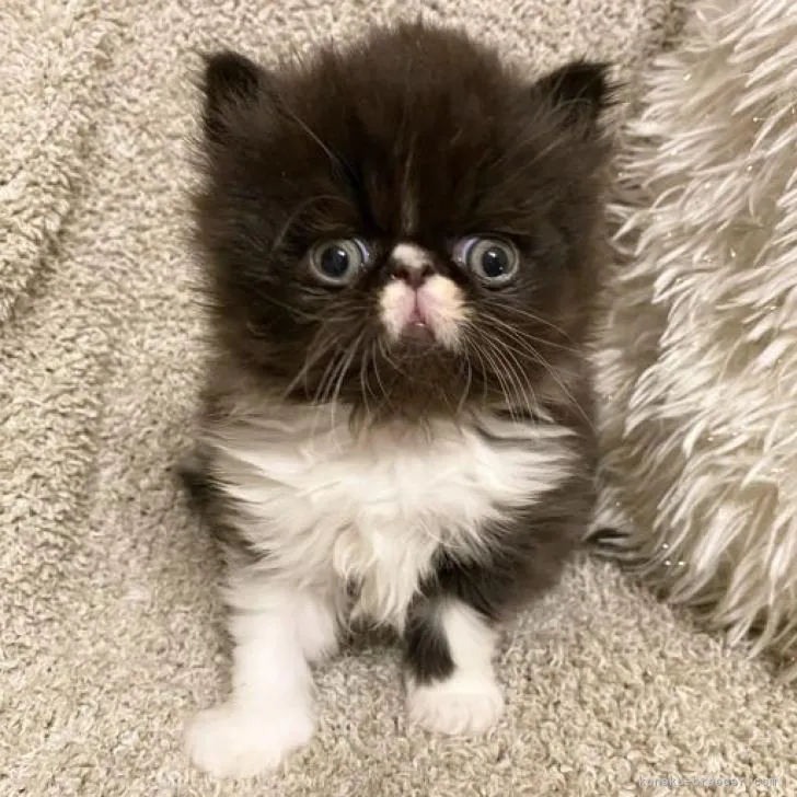 ID：2301-02375の子猫