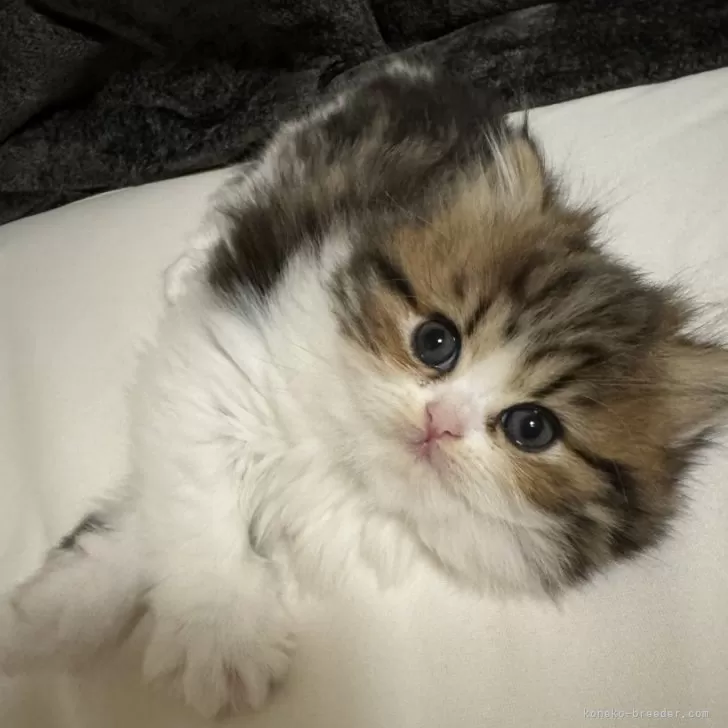 ID：2402-00691の子猫