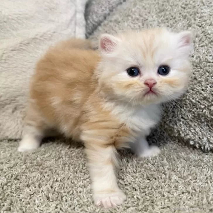 ID:2402-00692の子猫