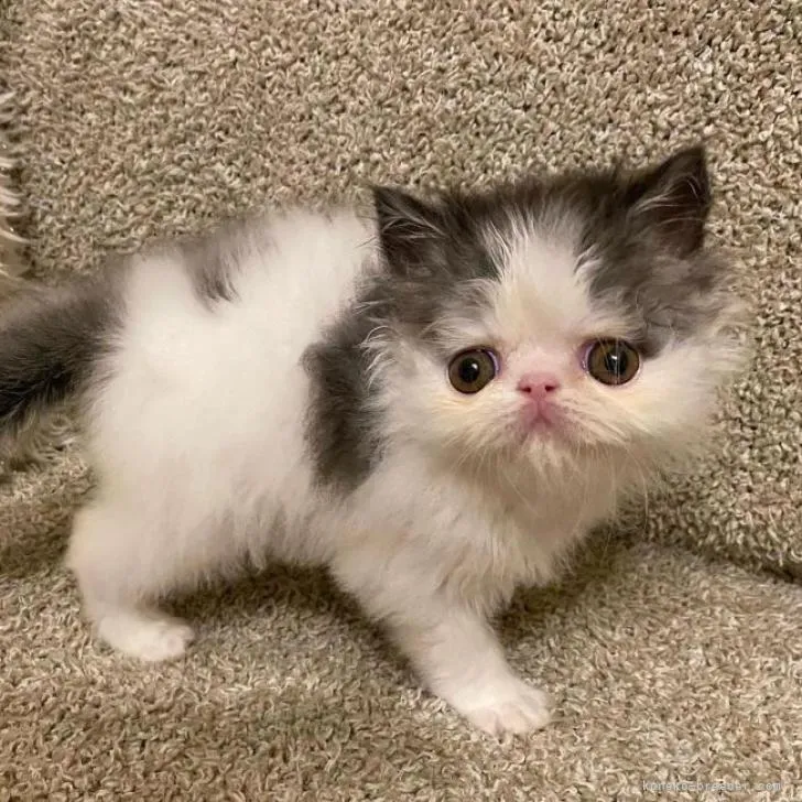 ID：2208-00707の子猫