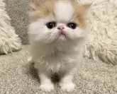 エキゾチックショートヘア【福岡県・女の子・2023年4月16日・レッド&ホワイト】の写真2