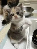 ミヌエット【福岡県・女の子・2022年4月25日・キャリコ】の写真4