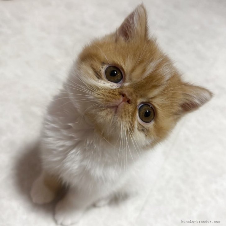 ブリーダー画像