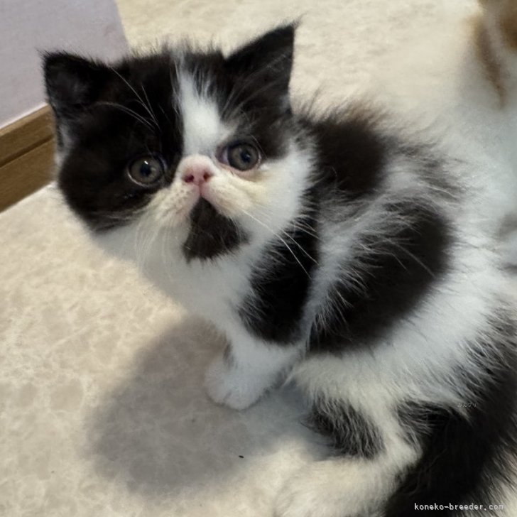 ブリーダー画像