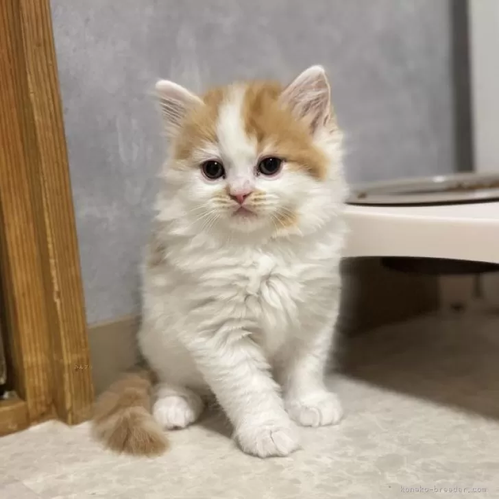 ID：2508-01807の子猫