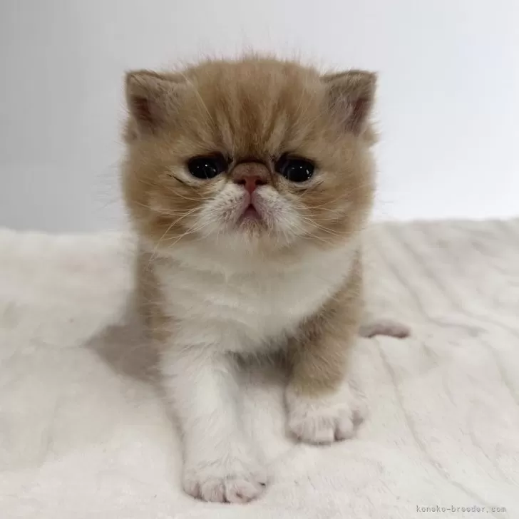 A.S 様のお迎えした子猫