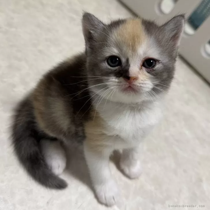 S.Ｉ 様のお迎えした子猫
