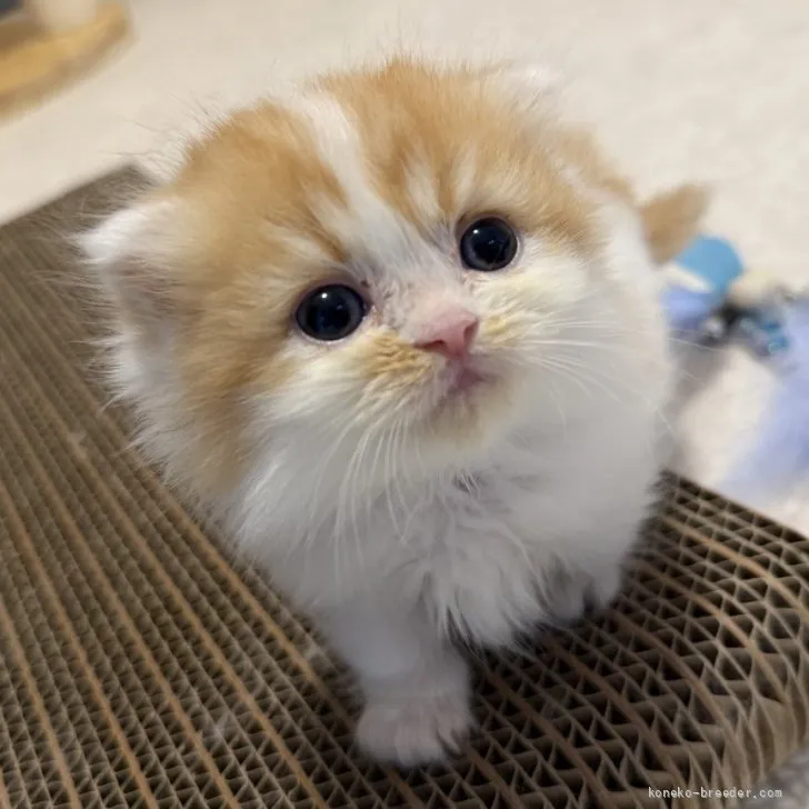 ID：2606-02588の子猫