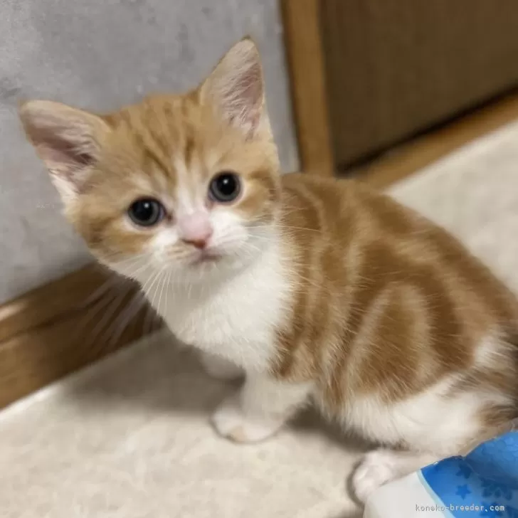 ID：2508-01821の子猫