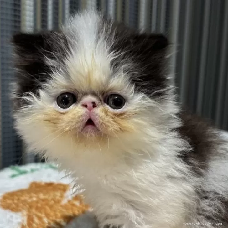 エキゾチックショートヘア【福岡県・男の子・2025年9月5日・ブラック&amp;ホワイト】の写真1