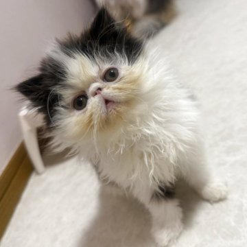 エキゾチックショートヘア【福岡県・男の子・2025年9月5日・ブラック&ホワイト】の写真「11月12日までの募集になります！！」