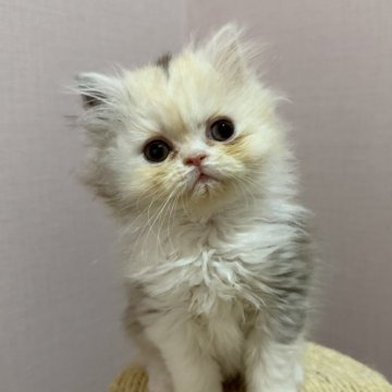 ミヌエット(長足)【福岡県・女の子・2025年9月18日・シルバーパッチドタビー&ホワイト】の写真「大人気のキキベビーですっ❣️」