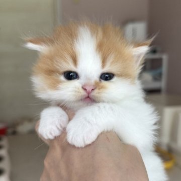 ミヌエット(長足)【福岡県・男の子・2025年4月12日・レッドタビー&ホワイト】の写真「6月11日までの期間限定募集です。」