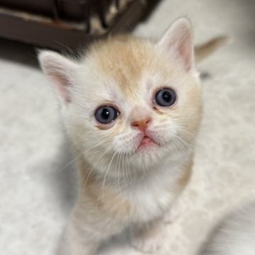 ミヌエット(長足)【福岡県・男の子・2025年7月20日・カメオタビー】の写真「珍しい毛色のツヤサラな可愛い男の子🧡」