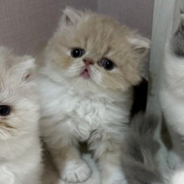 エキゾチックショートヘア【福岡県・男の子・2025年5月28日・クリーム&ホワイト】の写真「とっても可愛い男の子ですっ！！」