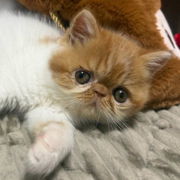 エキゾチックショートヘア【福岡県・男の子・2025年8月28日・レッドタビー&ホワイト】の写真「性格・顔全て最高な子です❣️❣️」