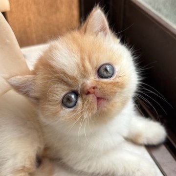 エキゾチックショートヘア【福岡県・女の子・2025年9月5日・レッドタビー&ホワイト】の写真「とってもかわいい女の子🩷」