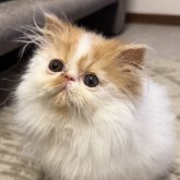 エキゾチックショートヘア