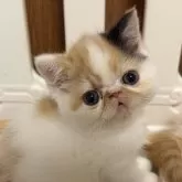 エキゾチックショートヘア