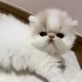 エキゾチックショートヘア