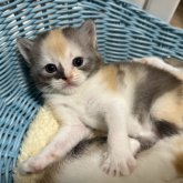 ミヌエット(長足)