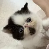 エキゾチックショートヘア