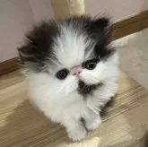 エキゾチックショートヘア