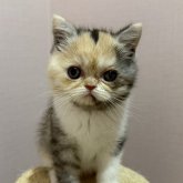 ミヌエット(長足)