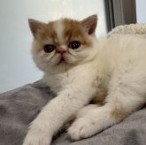 エキゾチックショートヘア