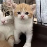 ミヌエット(長足)