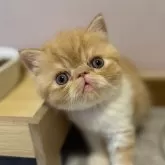 エキゾチックショートヘア