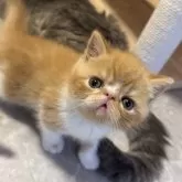 エキゾチックショートヘア