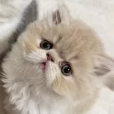 エキゾチックショートヘア