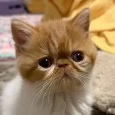 エキゾチックショートヘア