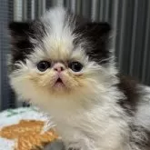 エキゾチックショートヘア