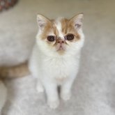 エキゾチックショートヘア