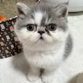 エキゾチックショートヘア