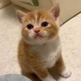 ミヌエット(長足)