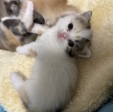 ミヌエット(短足)