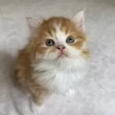 ミヌエット(長足)【福岡県・男の子・2025年4月12日・レッドタビー&ホワイト】の写真2